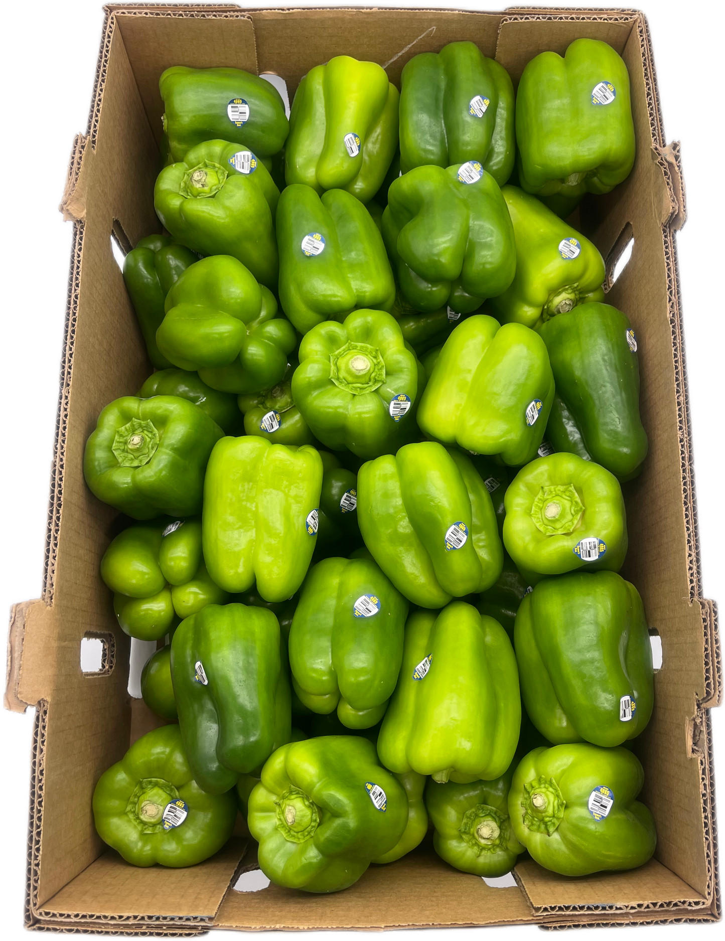 Green Bell Pepper