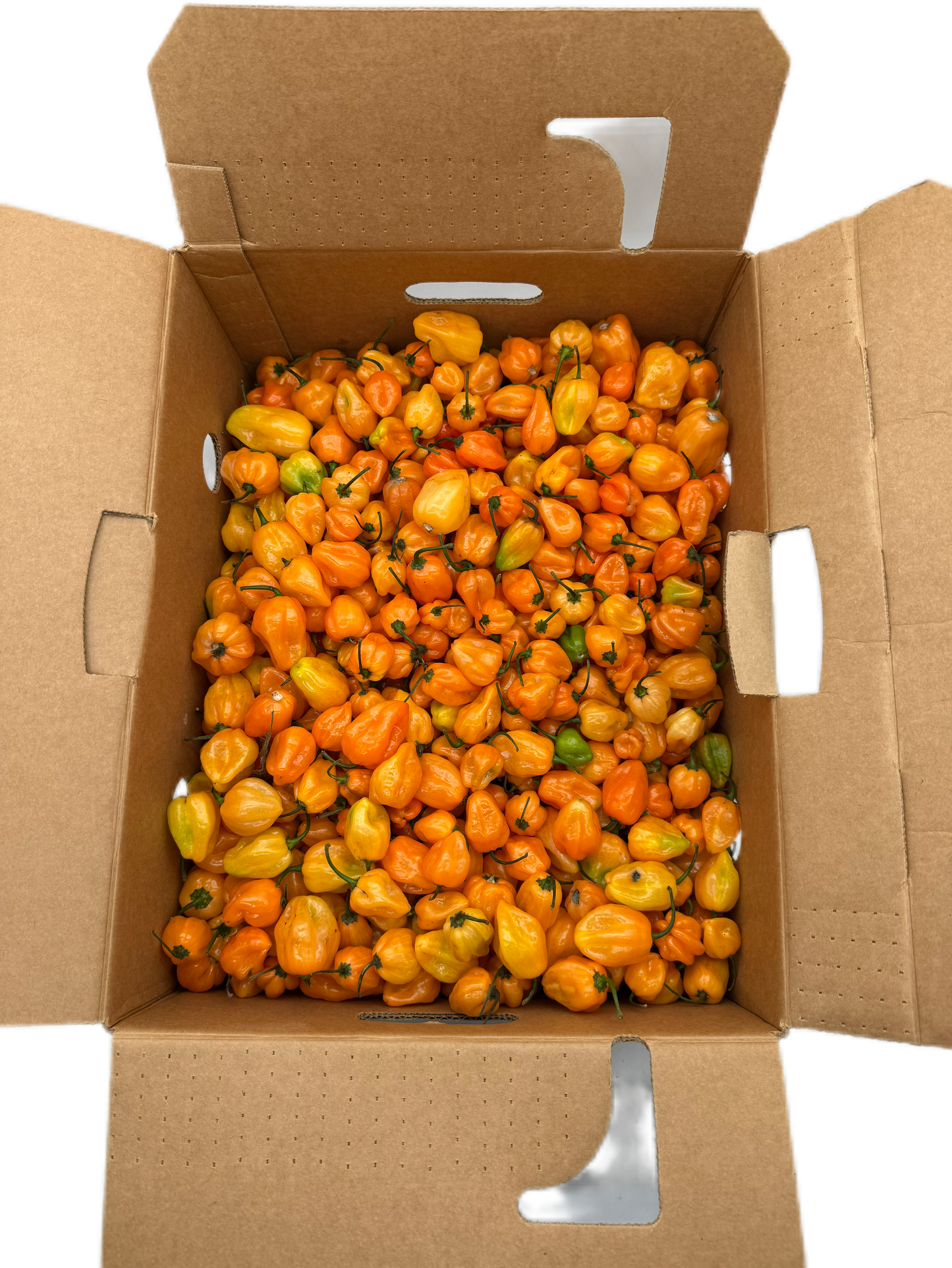 Habanero