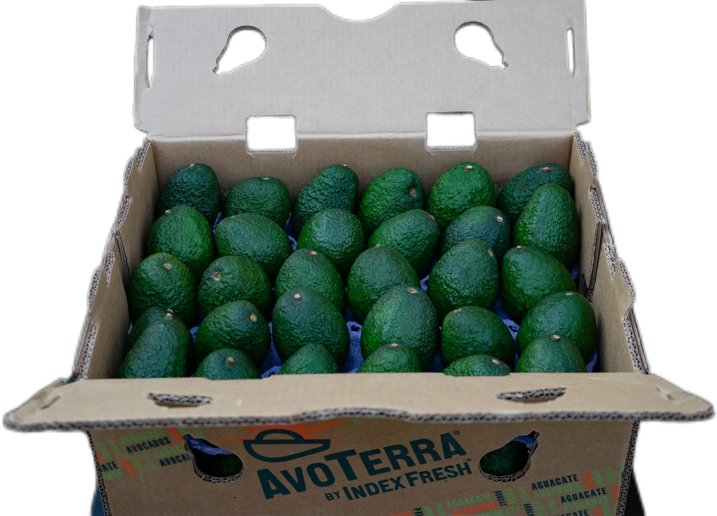 Avocados 60s Green