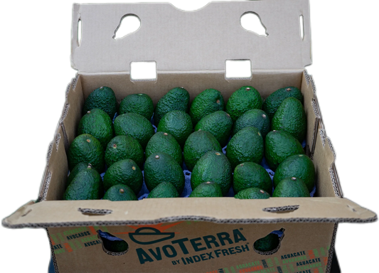 Avocados 60s Green