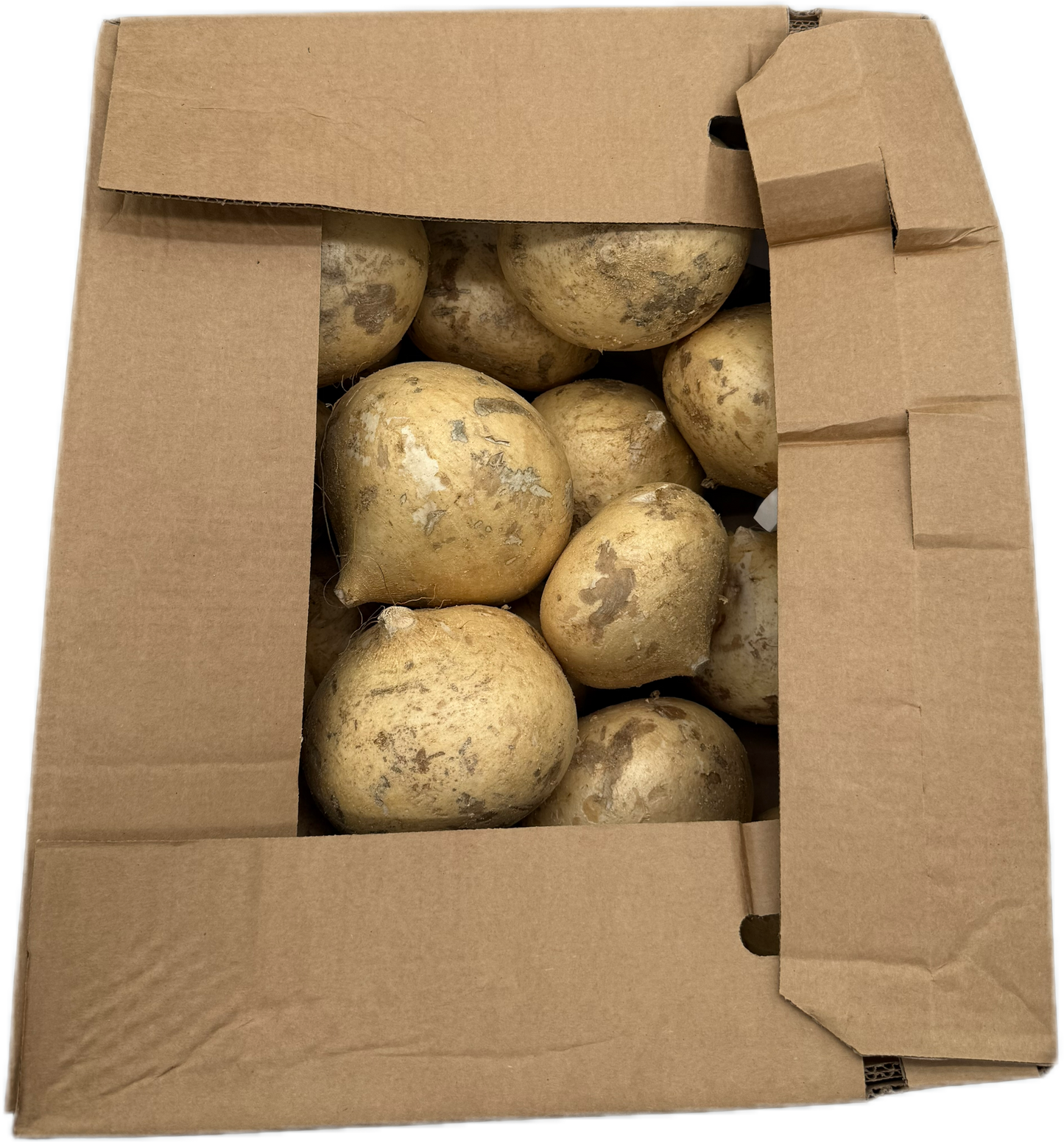 Jicama